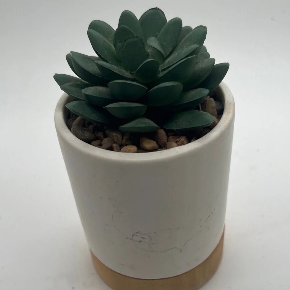 White and Tan Planter with Faux Succulent